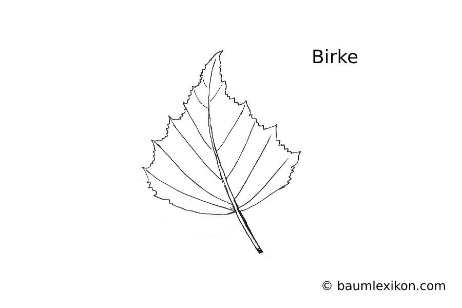 Birke Blatt (Zeichnung) - baumlexikon.com
