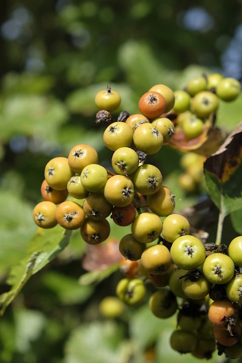 Elsbeere (Sorbus torminalis) - Baum, Blatt & Steckbrief | Baumlexikon