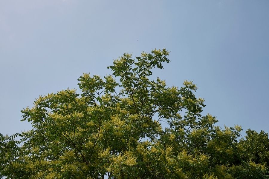 Götterbaum Götterbaum