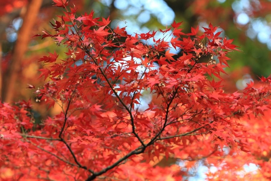 Japanischer Feuer-Ahorn