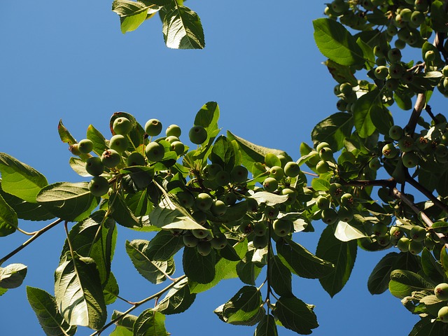 Kirsch-Apfel Kirsch-Apfel