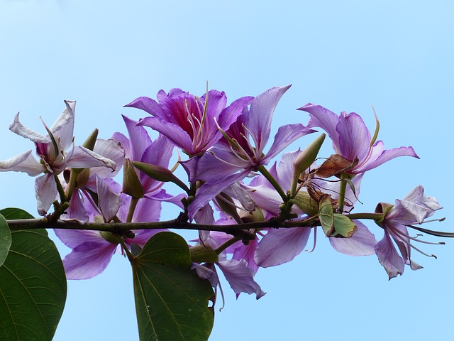 Hongkong-Orchideenbaum