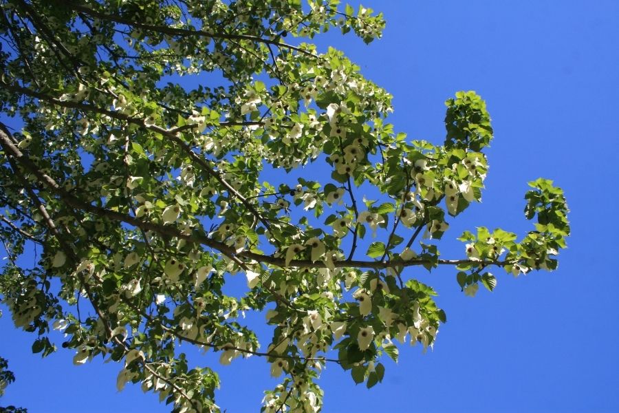 Taschentuchbaum