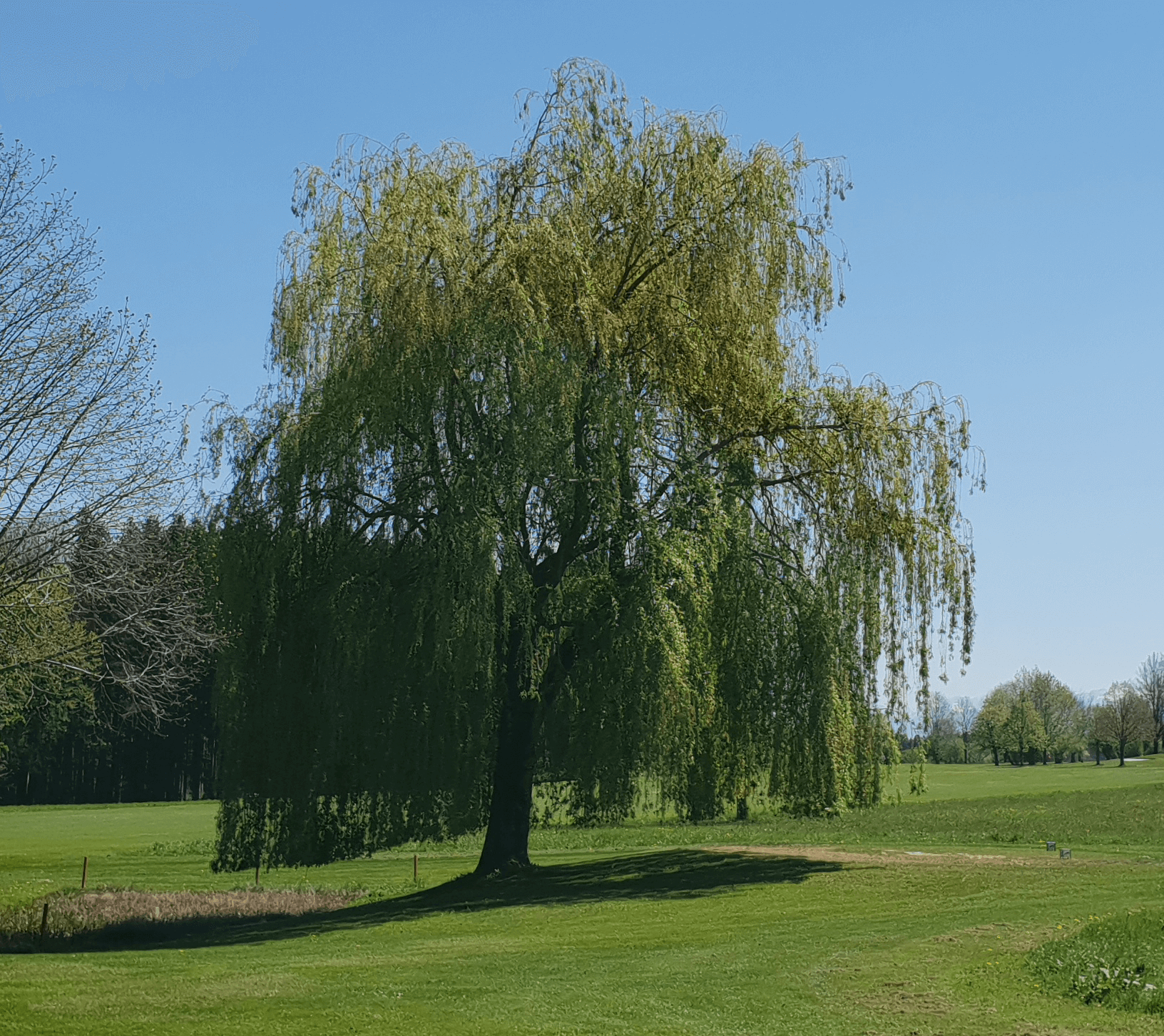 Trauerweide Trauerweide