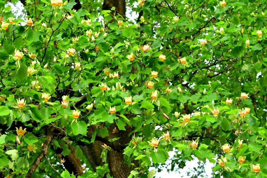 Tulpenbaum Tulpenbaum